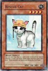 Rescue Cat