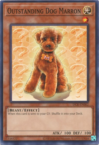 Outstanding Dog Marron